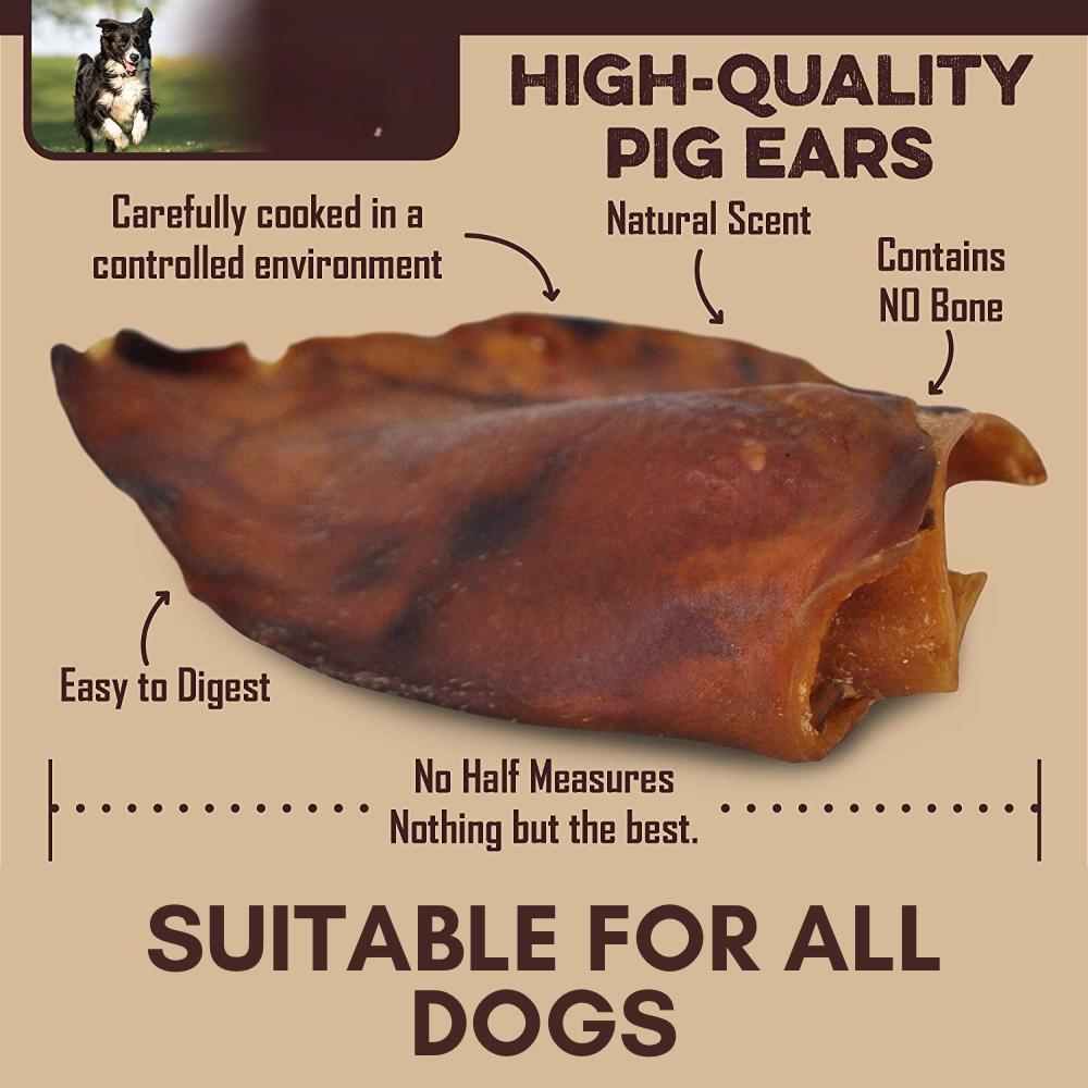 A whole dried pig ear held up to show its thickness