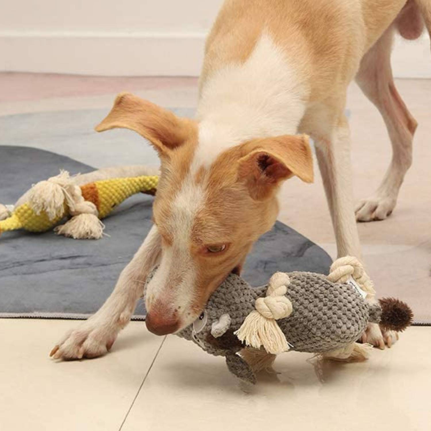A squeaky plush dog toy with crinkle ears